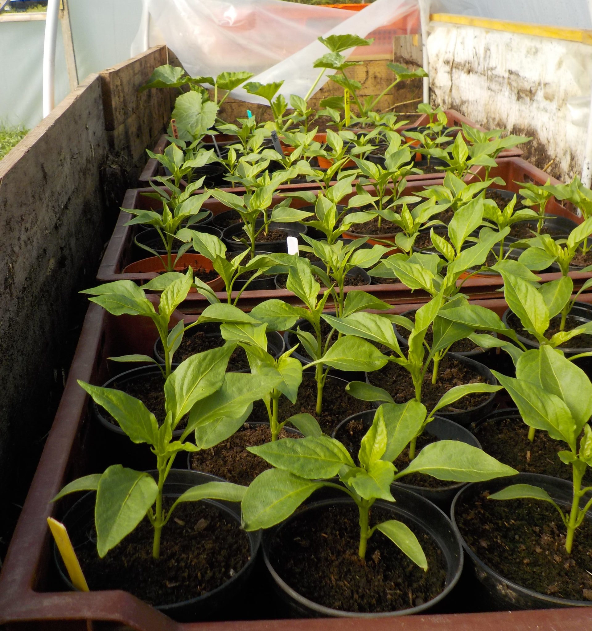 Plants de tomates et poivrons – Le Potager de la Vieille Jument